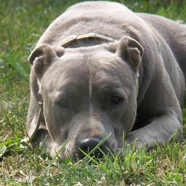 Bullterrier, Staffordshire Bullterrier Grey